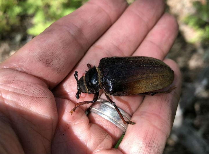 Longhorned Beetle